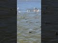 A LOT of cormorants; a great fishing spot for birds!
