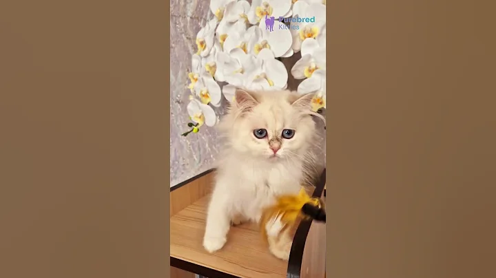 Watch the video about Meet Irvin