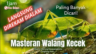 Masteran Ampuh Suara Alami Walang Kecek | Langsung Direkam Dari Alam | No iklan