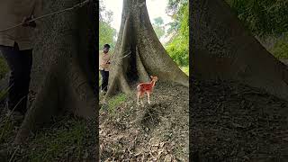 deer caching viral trendingshorts shorts_ youtubeshorts animal jungle deer