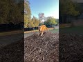 Doggies in slow-mo #silly #dogs #slowmo #adorable #running