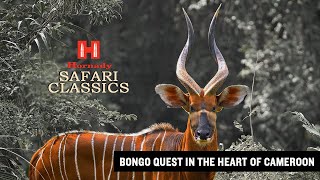 Bongo Quest in the Heart of Cameroon