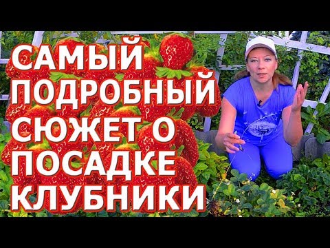 ОСЕННЯЯ ПОСАДКА КЛУБНИКИ. Размножение усами. Подготовка к высадке. ОЧЕНЬ ВАЖНЫЕ МОМЕНТЫ!