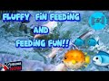 Feeding Frenzy at Mayon: Tilapia and Koi Adventures #MayonVolcano #OutdoorFun #FishFeedingExperience