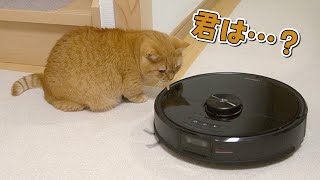初めてロボット掃除機と対面した短足猫の反応が可愛すぎた【Roborock】