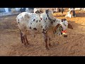 Pure Cholistani Bachra At Hamdan cattle farm for Palai|Scarifice 2023|