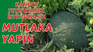 KARPUZ YETİŞTİRMEK İSTİYORSAN BUNLARI MUTLAKA YAP #karpuz Resimi