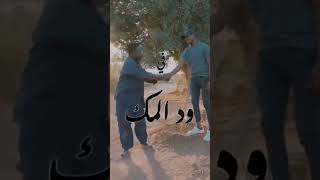 مسلسل ود المك الحلقة التاسعة /زول سغيل أحداث مثيرة / مسلسل زاندا