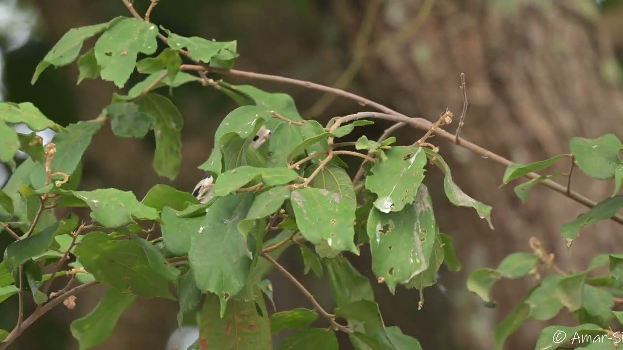 Daurian Starling Feeding Behaviour
