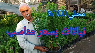 نباتات بسعر مناسب انتاج محلي 100% تعرفوا على الأسعار في مشتل الانوار العراق 🇮🇶 بابل