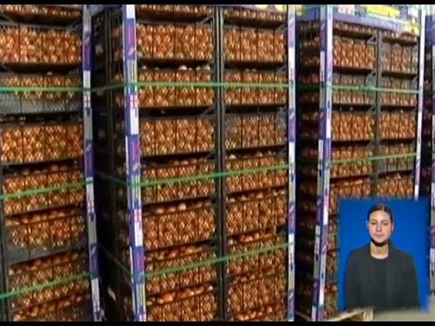 ციტრუსის სეზონი პიკს უახლოვდება