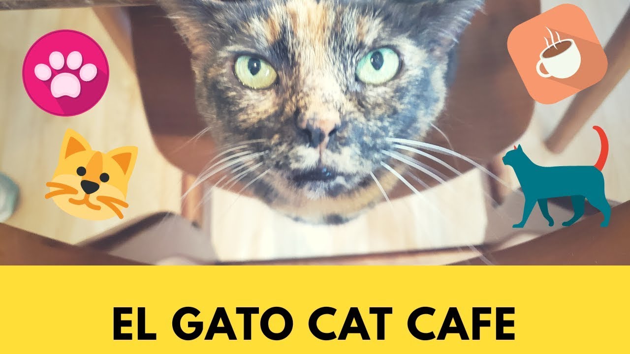 EL GATO CAT CAFE  Houston TX YouTube