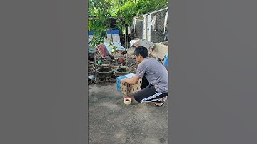 lên đường phục vụ ae đam mê🐓 #thứcgàrừng86 #gàrừngtaitrắng #gàrừngrặc