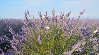 Футаж Лавандовое поле-сиреневая даль. Background lavender field
