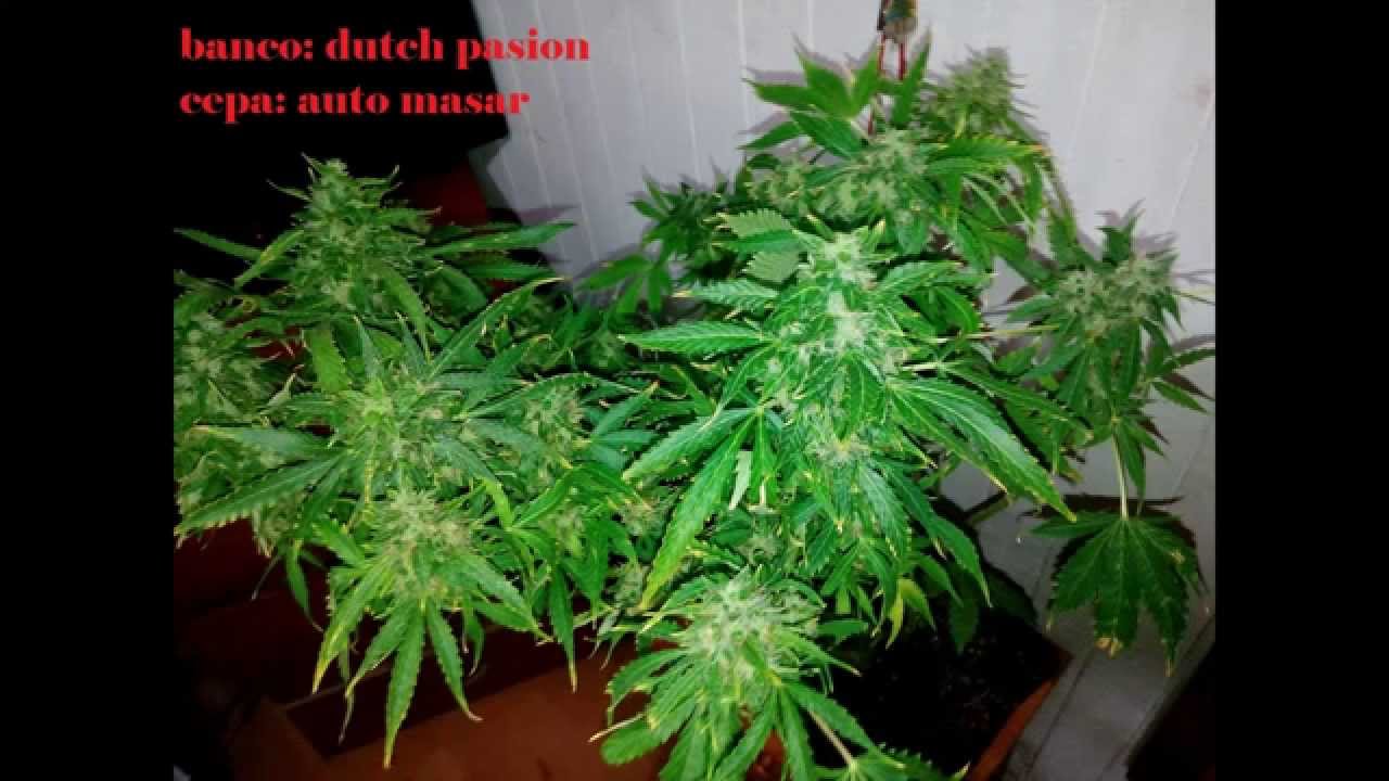 cultivo interior y exterior