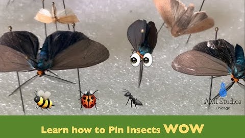 How to Pin an Insect Tutorial for Kids - make a bug box - FULL VIDEO - Part 1 // AMI Studios Chicago