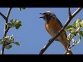 Обыкновенная горихвостка поёт ранним утром [Phoenicurus phoenicurus]