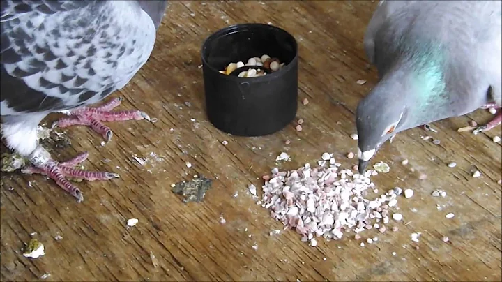 Starting To Raise Pigeons - Basic Starter Care Advice - DayDayNews