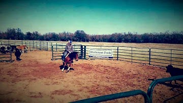 Short Jigger - Working Cattle