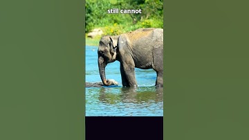 Elephant Trunk Power: 40,000 Muscles Giving Incredible Strength & Sensitivity #elephant #wildlife