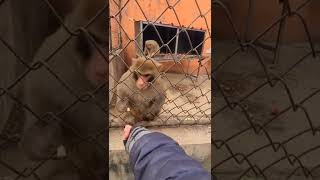 Angry monkey 😅 , Funny monkey 🐒#dzistic