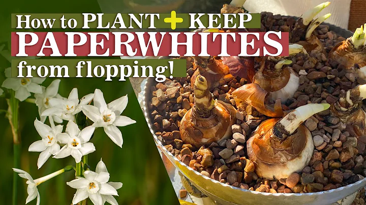 My Secret to Growing Short Paperwhites in Containe...