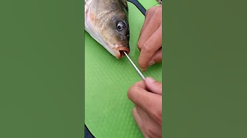 Cây gỡ lưỡi câu cá siêu tốc 1 chạm, Inox câu cá chép, cá diếc, cá rô 😍 🐟 🎣 #fishing #shorts