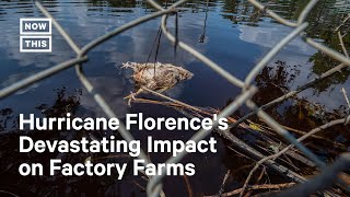 Flooding from Hurricane Florence Destroyed U.S. Factory Farms