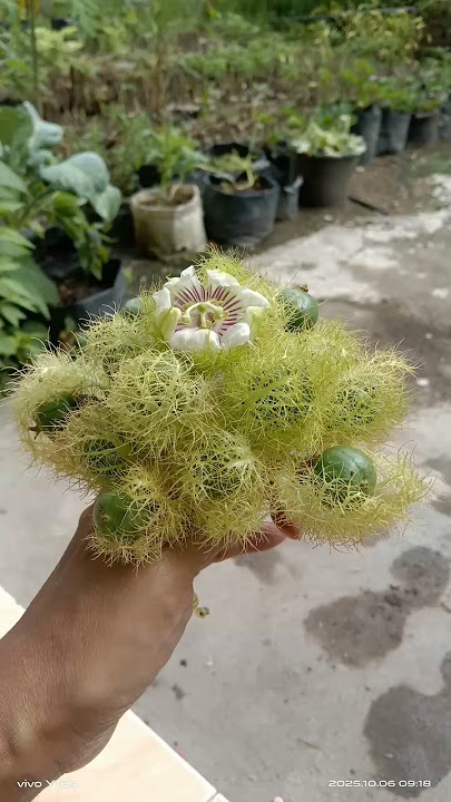 rambusa fruit and cranberry flowers #yukberdoa #doapagi #doa #doamustajab #lenteradoa #kunfayakun