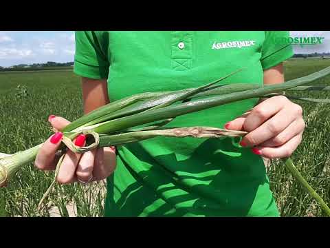Wideo: Kontrola dzikiej cebuli: jak pozbyć się dzikiej cebuli