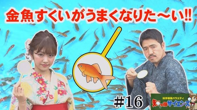 夜店で挑戦 金魚すくいのコツ Youtube