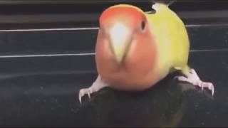 Parrot Rocking