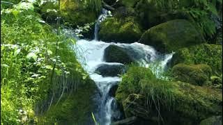 Hunger Games Music & Ambience _ Forests of District 12