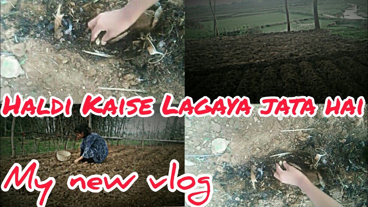 haldi Kaise Lagaya jata hai/// my new vlog /// sapna vlog YouTube