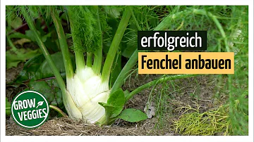 Was pflanze ich neben Fenchel?