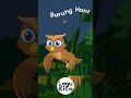 BURUNG HANTU #shorts #burunghantu #laguanakindonesiapopuler