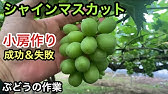 短編動画 花ぶるいの対策を解説 Youtube 短編動画 花ぶるいの対策を解説 Youtube