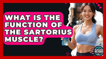 What Is The Function Of The Sartorius Muscle? - Running Beyond Limits