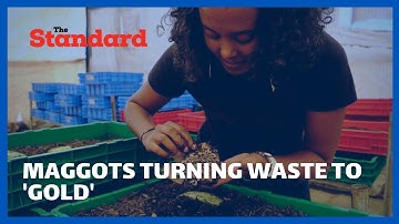 Maggots turning waste to 