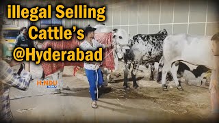 illegal Transporting and Cattle Selling @Hyderabad on Eve Bakri Eid Without any Medical Certificate