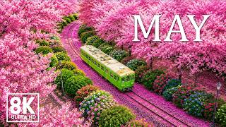 Spring in May 4K 🌸 Fresh Blossoms 2026 | Colorful Gardens & Soft Sunrise Glow (Ultra HD) screenshot 2