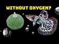 Ensuring Oxygen for Guppy Fish: Methods and Considerations