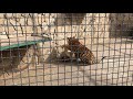 Львенок-говорун и его дружки-тигрята! Тайган lion cub and his tiger friends! Taigan