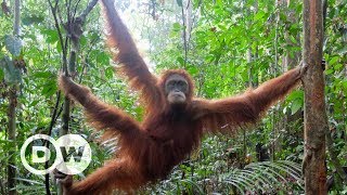 OrangUtan Schulen auf Sumatra  Aus dem Käfig in den Dschungel | DW Deutsch