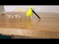 忙しいセキセイインコとおやつを独占できたオカメインコ Cockatiel Budgie vlog