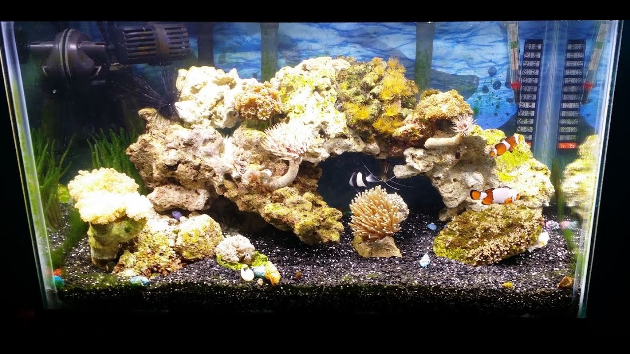 10 Gallon Nano Reef Tank Saltwater 28 days Old