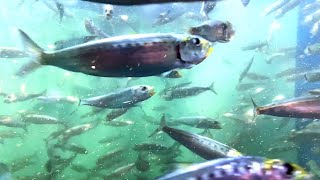 sardina_pilchardus様用 Fish Print: Pilchard Sardina pilchardus – Charting Nature