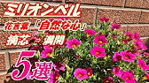 花 コロロの育て方 摘芯 Youtube