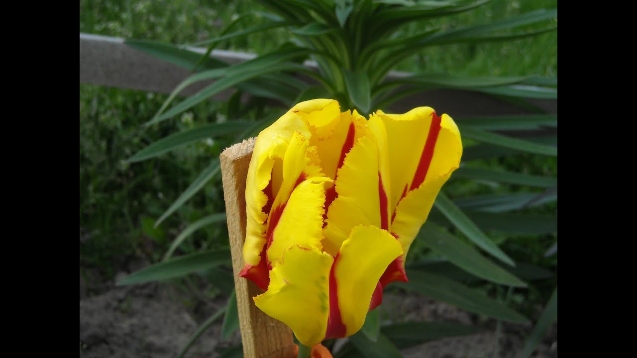 NEGURA MIRUNA - GEORGIANA TUPILATI