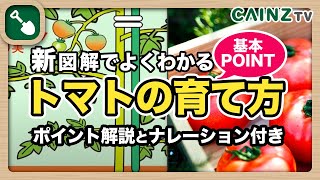 基礎からわかるトマトの育て方｜美味しいトマトの栽培方法｜家庭菜園【カインズ野菜栽培】